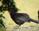 پرنده نگري - توکای سیاه - Common Blackbird - Turdus merula