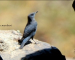 پرنده نگری در ایران - طرقه کبود
