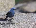 پرنده نگری در ایران - Blue Rock Thrush