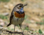 پرنده نگري - گلوآبی - Bluethroat - Luscinia svecica