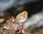 پرنده نگري - سینه سرخ - European Robin - Erithacus rubecula