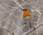 پرنده نگري - سینه سرخ - European Robin - Erithacus rubecula