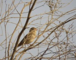 پرنده نگری در ایران - Rufous Bush Robin
