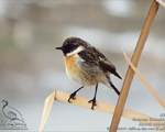 پرنده نگري - چک - European stonechat - Saxicola torquatus