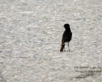 پرنده نگری در ایران - چک ابلق (Pied Bushchat)