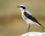 پرنده نگری در ایران - چکچک کوهی