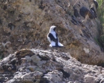 پرنده نگری در ایران - Finsch's Wheatear