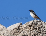 پرنده نگری در ایران - Kurdish Wheatear