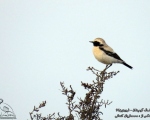 پرنده نگری در ایران - چکچک بیابانی (Desert Wheatear)