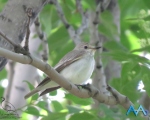 پرنده نگری در ایران - مگس گیر خالدار
