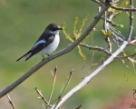 پرنده نگري - مگس گیر نیم طوق - Semi-collared Flycatcher - Ficedula semitorquata