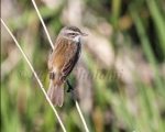 پرنده نگری در ایران - Moustached Warbler
