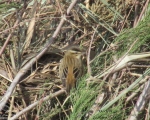 پرنده نگري - سسک تالابی راهراه - Sedge Warbler - Acrocephalus schoenobaenus