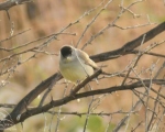 پرنده نگری در ایران - سسک سر سیاه