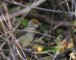 پرنده نگري - سسک سر سیاه - Blackcap - Sylvia atricapilla