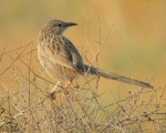 پرنده نگری در ایران - لیکو