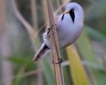 پرنده نگري - چرخ ریسک نیزار - Bearded Parrotbill - Panurus biarmicus