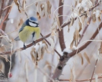 پرنده نگري - چرخ ریسک سرآبی - Common Blue Tit - Cyanistes caeruleus