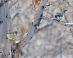 پرنده نگری در ایران - چرخریسک سرآبی