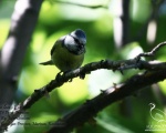 پرنده نگری در ایران - Blue Tit