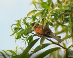 پرنده نگري - چرخ ریسک پشت بلوطی سر سیاه - Black-headed Penduline-tit - Remiz macronyx