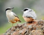 پرنده نگري - کمرکلی بزرگ - Eastern Rock Nuthatch - Sitta tephronota