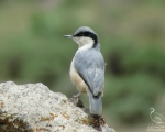 پرنده نگري - کمرکلی بزرگ - Eastern Rock Nuthatch - Sitta tephronota