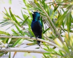 پرنده نگري - شهد خور - Purple Sunbird - Cinnyris asiaticus