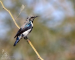 پرنده نگری در ایران - Purple Sunbird