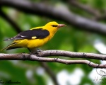 پرنده نگري - پری شاهرخ - Eurasian Golden Oriole - Oriolus oriolus