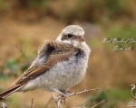 پرنده نگري - سنگ چشم پشت سرخ - Red-backed Shrike - Lanius collurio