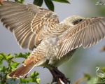 پرنده نگري - سنگ چشم پشت سرخ - Red-backed Shrike - Lanius collurio