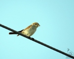 پرنده نگری در ایران - Female Red Backed Shrike