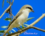 پرنده نگري - سنگ چشم دم سرخ - Isabelline Shrike - Lanius isabellinus