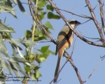 پرنده نگری در ایران - long-tailed shrike-1