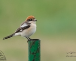 پرنده نگري - سنگ چشم سر حنایی - Woodchat Shrike - Lanius senator