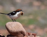 پرنده نگري - سنگ چشم سر حنایی - Woodchat Shrike - Lanius senator