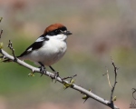پرنده نگري - سنگ چشم سر حنایی - Woodchat Shrike - Lanius senator