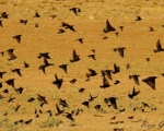پرنده نگری در ایران - سار