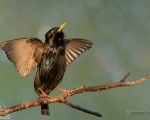 پرنده نگري - سار - Common Starling - Sturnus vulgaris