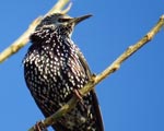 پرنده نگری در ایران - سار