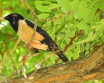پرنده نگري - سار صورتی - Rose-coloured Starling - Pastor roseus