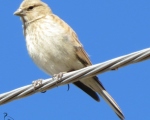 پرنده نگري - گنجشک برفی - White-winged Snowfinch - Montifringilla nivalis