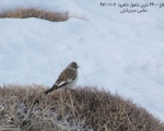 پرنده نگري - گنجشک برفی - White-winged Snowfinch - Montifringilla nivalis