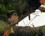 پرنده نگری در ایران - Chaffinch