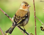 پرنده نگري - سهره جنگلی - Common Chaffinch - Fringilla coelebs