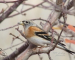 پرنده نگري - سهره سر سیاه - Brambling - Fringilla montifringilla