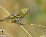 پرنده نگري - سهره زرد - Eurasian Siskin - Carduelis spinus