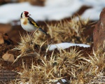 پرنده نگری در ایران - Goldfinch