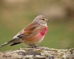 پرنده نگري - سهره سینه سرخ - Common Linnet - Carduelis cannabina